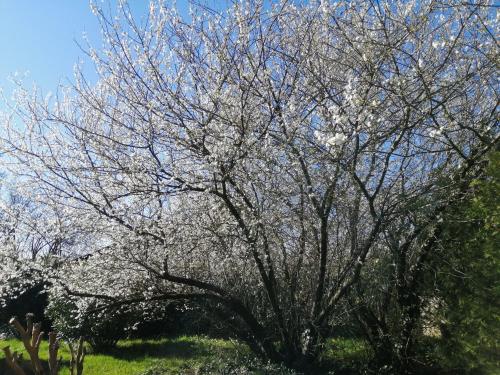 Maison du Médoc gîte à louer Blanquefort