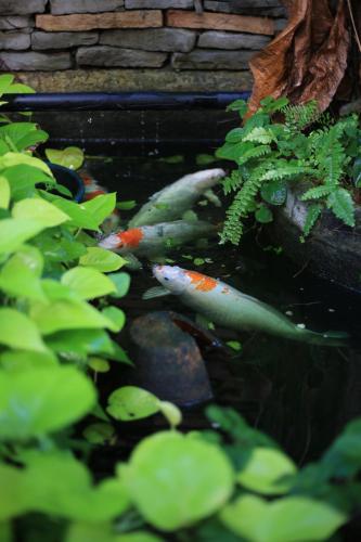Plumeriahome near Chiangmai Airport – Chiang Mai, 
