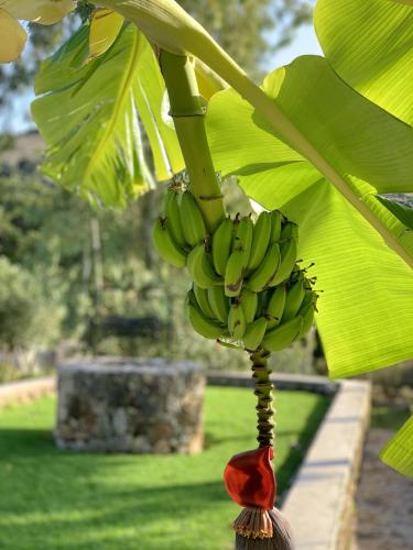 Villa Galania Armeni Crete - image 8