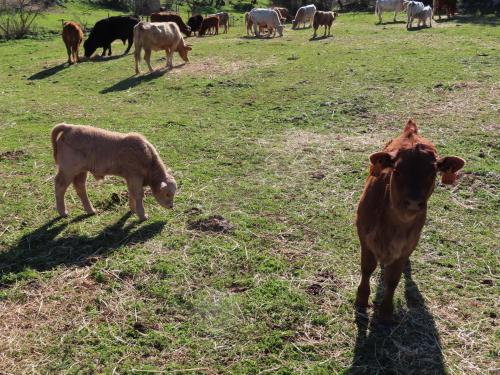 MONTE DO SALTO DA RAPOSA