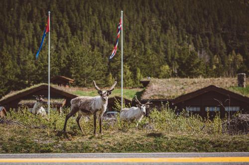 Accommodation in Storjord