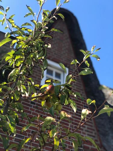 Eidumhaus, freistehendes Reetdachhaus mit Garten in Strandnähe