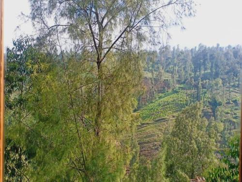 Villa Ricky 3 Gunung Bromo