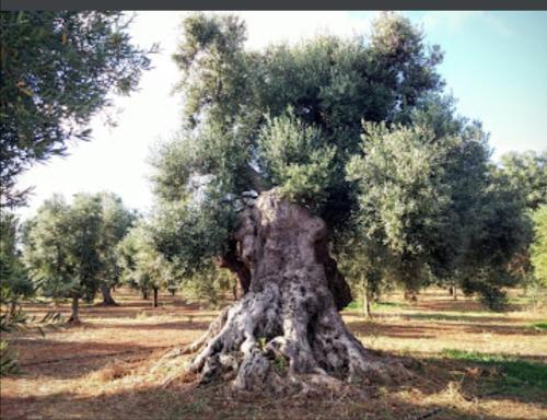Room in BB - Spacious triple room in ancient Masseria near the sea in a quiet olive trees