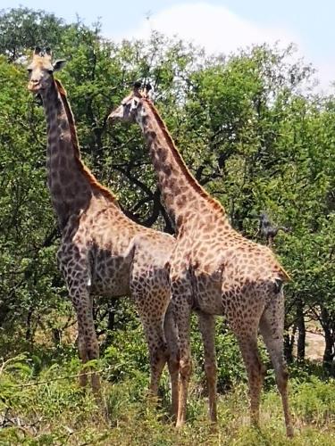 Boulders Safari Lodge