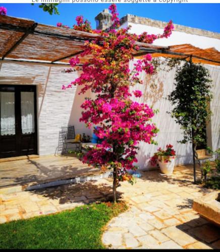  Room in BB - Spacious quadruple room in ancient Masseria near the sea in a quiet olive trees in Rosa Marina
