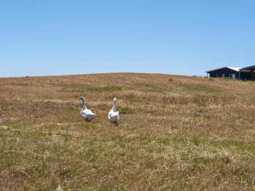 Coorong Island Retreat - Farm Stay at Pet Friendly Property