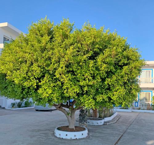 Studio at Faliraki very near the beach - Apollonio A1 - 1st Floor