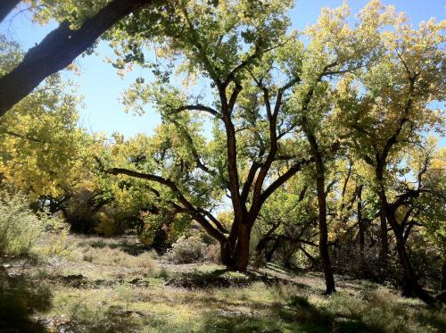 銀江阿朵比住宿加早餐旅館 (Silver River Adobe Inn Bed and Breakfast) in 法明頓市中心