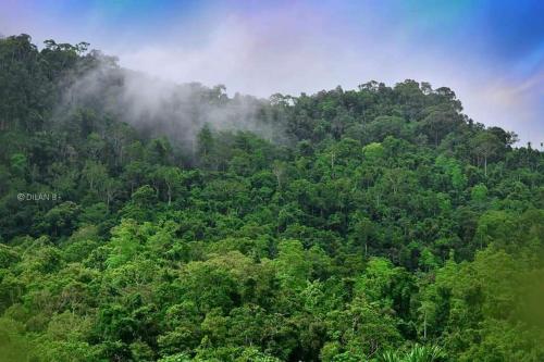 Sinharaja Forest Gate