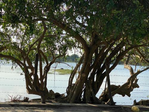 Yala Lake View Cabanas