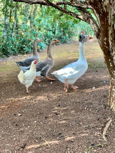 Casa de Campo Lazer Completo Paraíso de Reservas Naturais em Sp