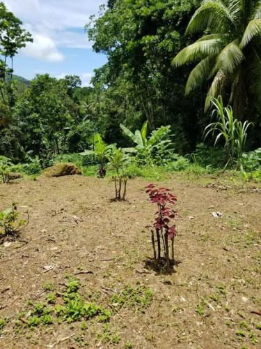Ecoscape Jamaica - Cottage by the river