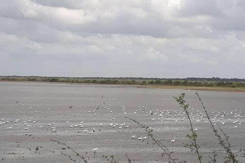 Royal Properties Link in Crooked Tree