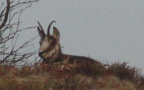 Les Chantenées - image 7