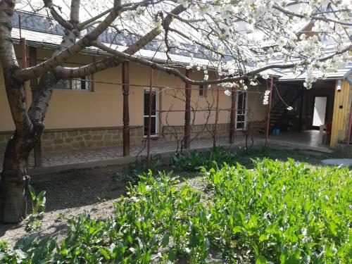 Casa BUCUR - image 11