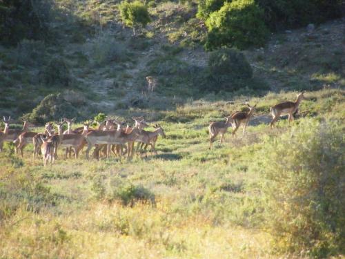 Kudu Ridge Game Lodge