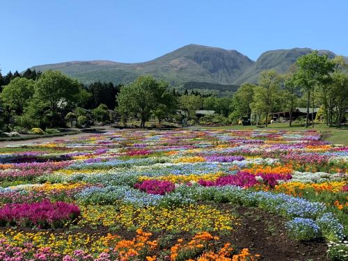 くじゅう花公園　キャンピングリゾート花と星