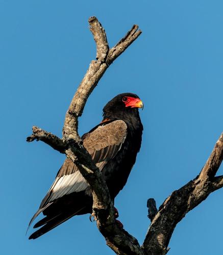 Kruger Shalati - Train on The Bridge & Garden Suites Kruger National Park South Africa