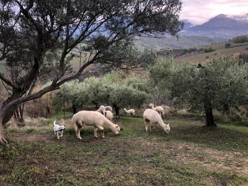 Alpacafarm Abruzzovakantie gîte à louer Lanciano