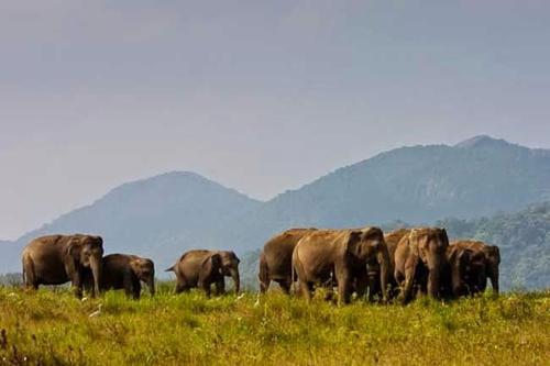 Gal Oya Nature Resort