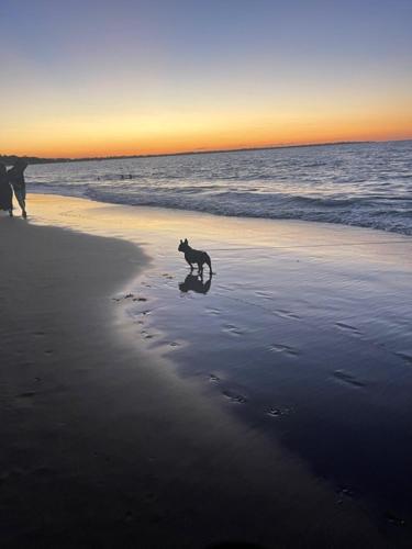 Pet Friendly Cottage in Torquay - Hervey Bay 430m or 5 min walk to dog friendly Shelly Beach