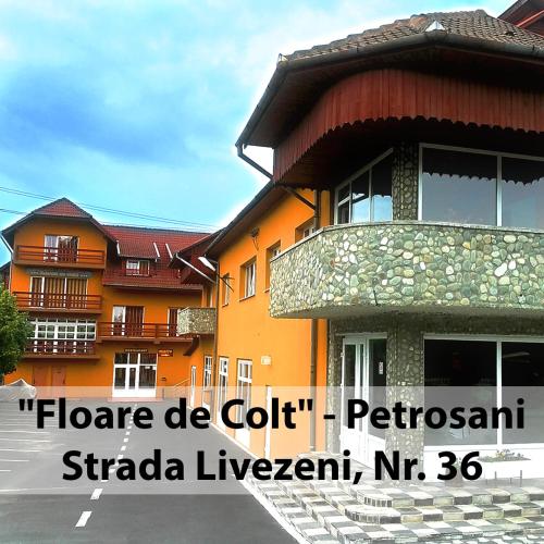 . Floare de Colt Petrosani