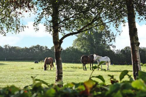 Semi-detached house Terryglass - EIR05100g-LYA - image 10