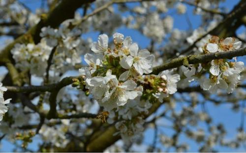 Ferienwohnung Zum Bienenstock