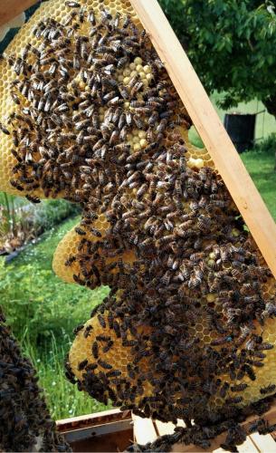 Ferienwohnung Zum Bienenstock