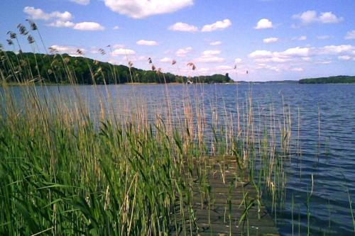 Ferienhaus mit Pool und Sauna am Dümmer See, Dümmer