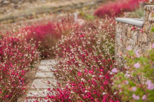 The Mykonist Executive Villa Elia Beach The Mykonist Executive Villa Elia Beach