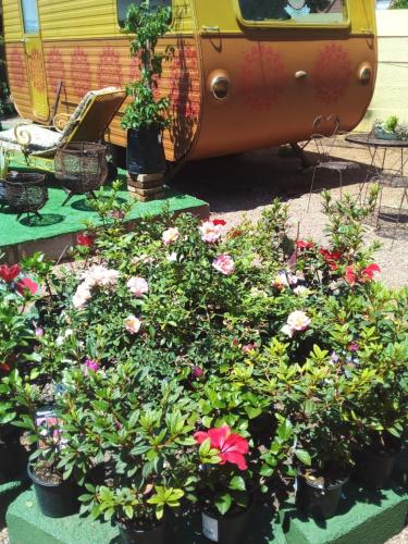 Africas Eden Guesthouse Naboomspruit South Africa