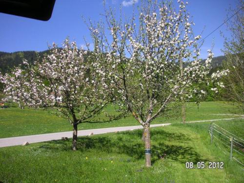 Ferienwohnung Dufter-Mayer - image 13