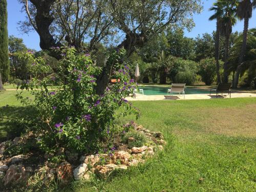 Clos des Vignes Pampelonne Vineyard - image 5