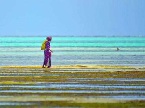 Pongwe Bay Resort