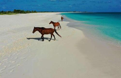 plage, 1 Bed Cottage Sleeps 2 - Pet Friendly - Ocean View in Barbuda