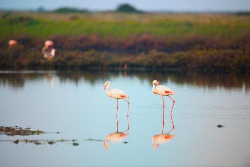 Fiordo Corallo