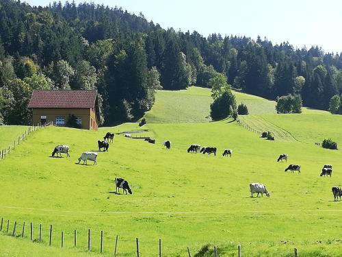 Gemütliche Wohnung in Einfamilienhaus (Gemutliche Wohnung in Einfamilienhaus) in Alberschwende