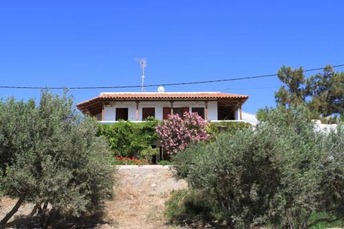 Traditional Olive House