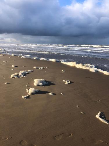 Beach, Northgo apartment in Noordwijk