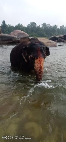 Arjun Homestay - image 5