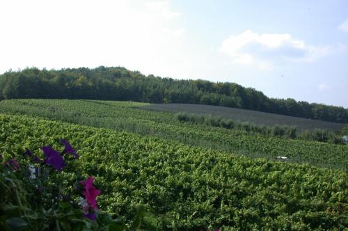 Weinlandhof - image 5