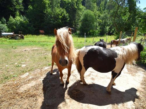 Holiday farm situated next to the Kellerwald Edersee national park with a sunbathing lawn