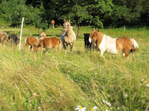 Holiday farm situated next to the Kellerwald Edersee national park with a sunbathing lawn