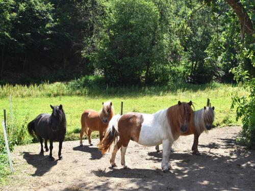 Holiday farm situated next to the Kellerwald Edersee national park with a sunbathing lawn