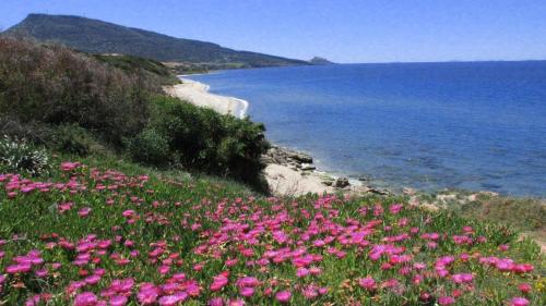 ALBA stupendo appartamento in villa fronte Mare - Golfo dell'Asinara - Internet Free