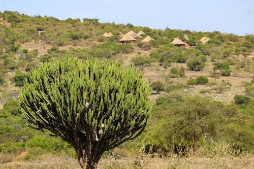 Africa Safari Maasai Boma Camping