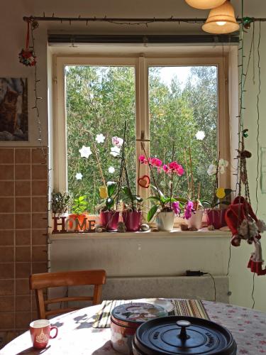 Maslinov hlad - image 12