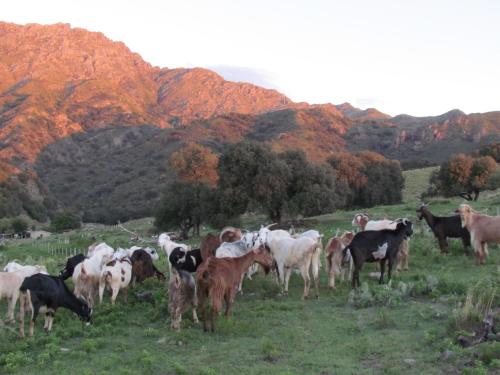 Cabañas de Montaña San Miguel